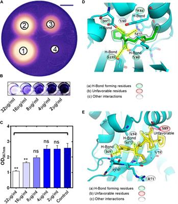 Cephalosporins Interfere With Quorum Sensing and Improve the Ability of Caenorhabditis elegans to Survive Pseudomonas aeruginosa Infection